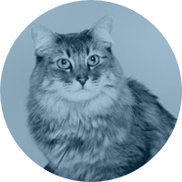 mochi_circle_blue